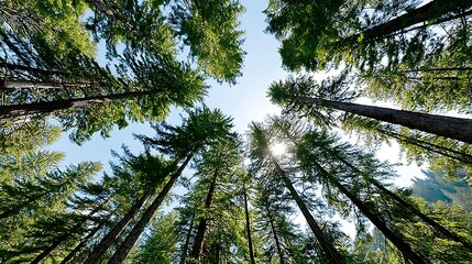 Fototapeta premium Sun Rays Filtering Through Tall Redwood Trees in Serene Forest