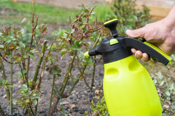 Spraying rose seedlings from a spray bottle in spring, treating against diseases and pests
