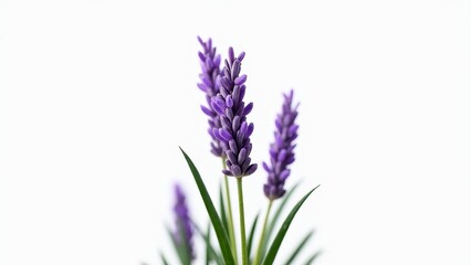 Fototapeta premium Close-up Of Lavender Flowers On White