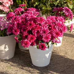 Vibrant Magenta Chrysanthemums in White Pots at a Flower Market