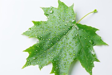 Fototapeta premium Dewdrops on a Maple Leaf, Close-Up Study of Nature's Beauty