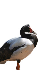 Magpie Goose Bird Png