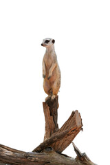 meerkat standing on a Wood Png