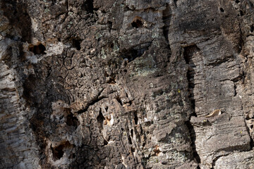 Close‑up of holm oak (Quercus ilex) bark with lichen and dry leaf