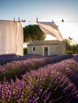 a lavender field under twilight. Stars shimmer faintly while rows of purple blooms create depth. The serene scene combines dusk's glow with the beauty of cultivated nature.