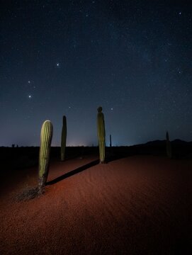a stunning nighttime desert scene with tall cacti casting shadows over reddish sand. Stars and the Milky Way gleam above, creating a serene and awe-inspiring celestial ambiance.