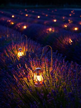 a lavender field at dusk, with rows of vibrant purple blooms. Soft, warm light from hanging lanterns creates a tranquil, enchanting ambiance, blending floral beauty with evening serenity.