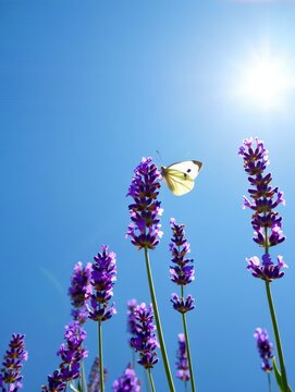 a sunny sky with lavender flowers in full bloom. A white butterfly flutters above the vibrant purple hues. It's a tranquil and picturesque scene brimming with natural beauty.