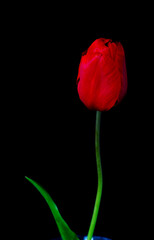 red tulip flower growing on black background