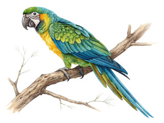 Naklejka premium Green and yellow parrots are sitting on a branch isolated on a white background.