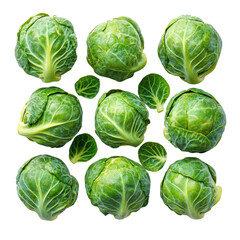 Fototapeta premium Harvesting fresh brussels sprouts farm food photography outdoor