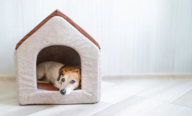Dog lying relaxed looking out of the house. funny pet face enjoying safe rest time siesta. booth in a bright spacious sunny room. Long horizontal banner empty copy space
