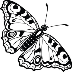 black and white butterfly