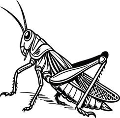 grasshopper on a white background