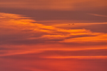 Serene Sunset Sky at Kollund in Denmark with Birds