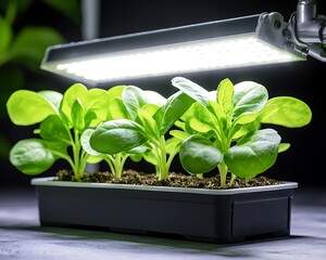Seedlings under grow light