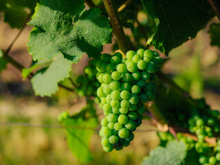 grapes on vine