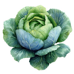 Fototapeta premium Aerial view of fresh cabbage harvest in farm field photography. Isolated on transparent background, png.
