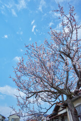 Cherry blossom tree in front of the house in spring