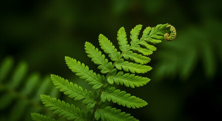 fern leaf in the forest 