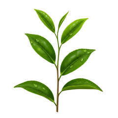 Fototapeta premium Fresh Tea Leaves with Dew Drops