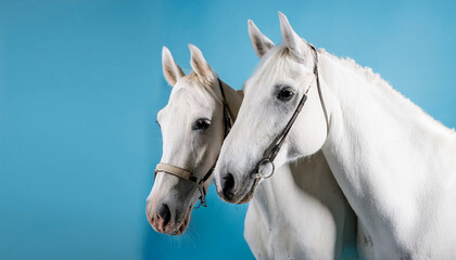 Obraz premium Two beautiful horses on a light blue studio wallpaper background 