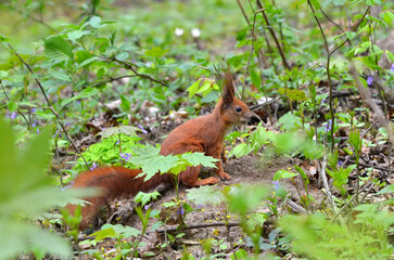 Wild redhead squirrel in spring park among  first spring blooming flowers violets and young...