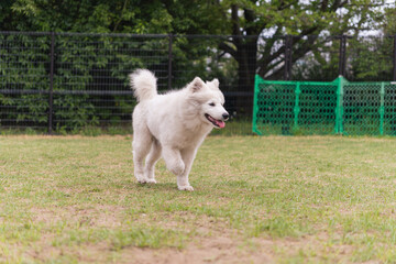 初めてのドッグラン