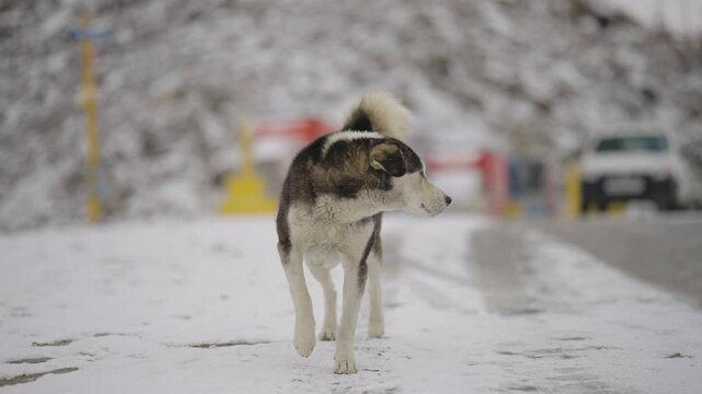 Close-Up of Black Mountain Dog in Ladakh &ndash; Heavy Snowfall and Pure Joy