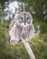 Great Gray Owl perched 