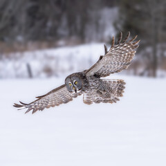 Great Gray in flight in winter