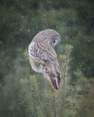 Fototapeta premium Great Gray Owl in the snow