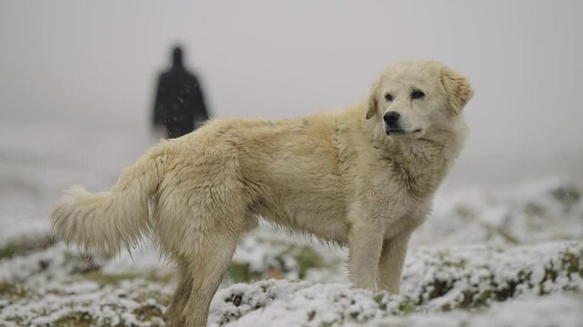 Beautiful White Himalayan Mountain Dog Enjoying Heavy Snowfall in Ladakh, India &ndash; Close-Up Winter Moment