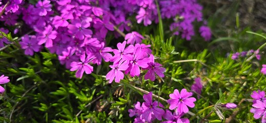 Fototapeta premium purple crocus flowers