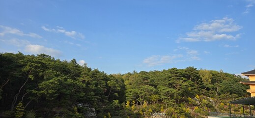 landscape with trees