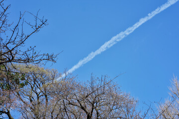 Tree branches and Contrails under the blue sky