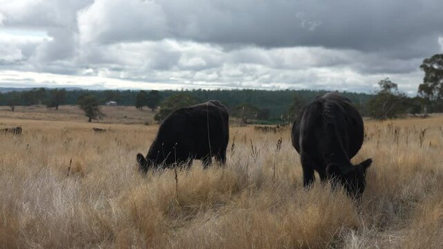 livestock in a meadow, sustainable carbon neutral farming being practiced. regenerative raised cows in a field. agricultural technology innovation.	
