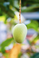 Kerala is known for producing some of the best mangoes in India.