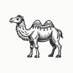 Black silhouette Camels trendy design . African desert animal. Wildlife and zoo vector illustration