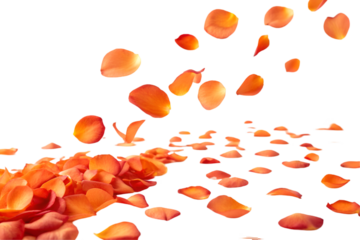 Orange rose petals on transparent background , 