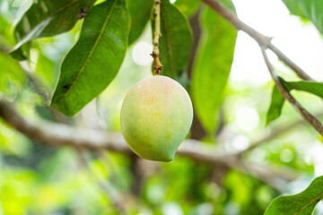 Kerala is known for producing some of the best mangoes in India.