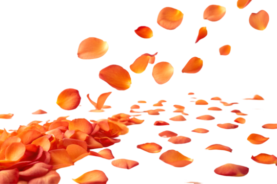 Orange rose petals on transparent background , 