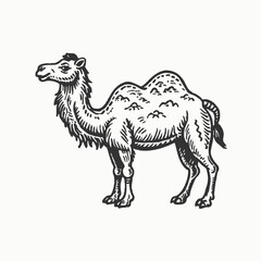 Black silhouette Camels trendy design . African desert animal. Wildlife and zoo vector illustration