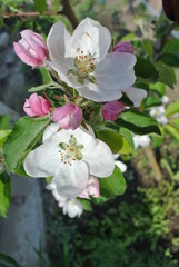 Delicate White Flowers with Pink Buds and Vibrant Green Leaves – A Stunning Macro Shot Highlighting Natural Beauty