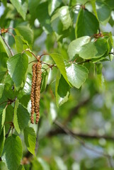 Close-Up of Green Leaves and Brown Catkin on a Tree Branch – A Botanical Study Highlighting Plant Growth and Pollination