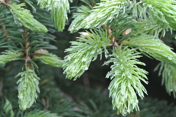 Fresh Conifer Growth with Dew-Covered Needles – Vibrant Nature Close-Up