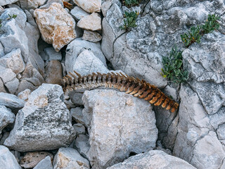 A weathered vertebrae spine rests on a rocky surface with surrounding greenery, showcasing nature's...