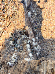 Barnacles clinging to weathered driftwood on an uneven sandy beach. Coastal marine ecology and the textures of seaside landscapes