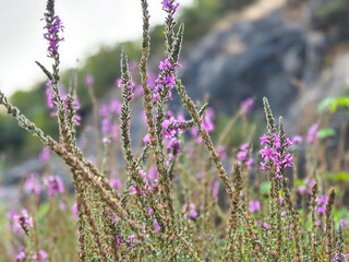 Peat Bog Flowers, Beautiful Wildflowers Bathed in Natural Light in a Scenic Meadow Landscape. Lythrum salicaria