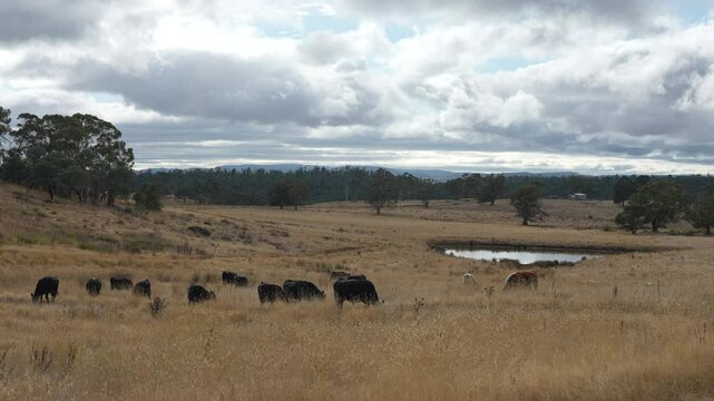 livestock in a meadow, sustainable carbon neutral farming being practiced. regenerative raised cows in a field. agricultural technology innovation.	
